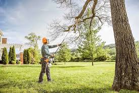 Best Tree Risk Assessment  in Rio Rancho, NM